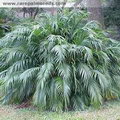 Cat Palm